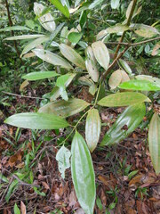 Cinnamomum iners