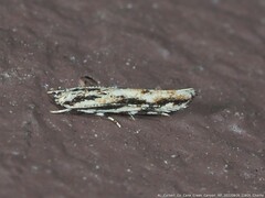 Melanocinclis lineigera