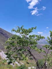 Bauhinia macranthera