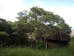 Commidendrum robustum