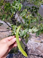 Bauhinia macranthera