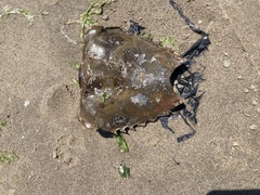 Limulus polyphemus
