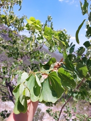 Bauhinia macranthera