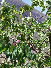 Bauhinia macranthera