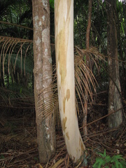 Tristaniopsis merguensis