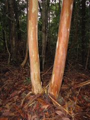 Tristaniopsis merguensis