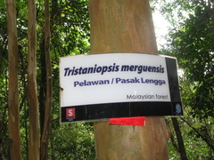 Tristaniopsis merguensis