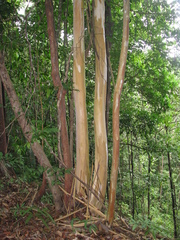 Tristaniopsis merguensis