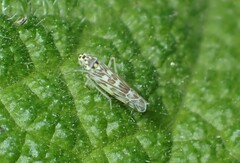 Eupteryx melissae