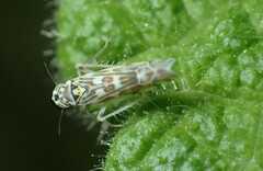 Eupteryx melissae