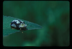 Aspidimorpha nigropunctata