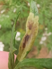 Calycomyza artemisiae