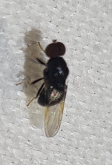 Eupachygaster tarsalis