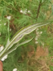 Calycomyza artemisiae