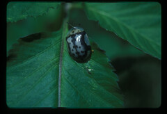 Aspidimorpha nigropunctata