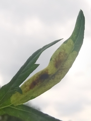 Calycomyza artemisiae