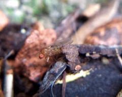 Drosophila phalerata