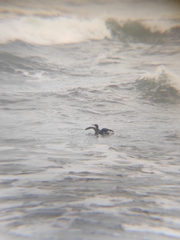 Nannopterum brasilianum