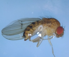 Drosophila phalerata