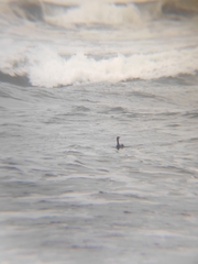 Nannopterum brasilianum