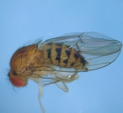Drosophila phalerata
