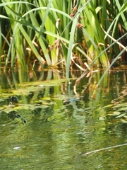 Anax imperator