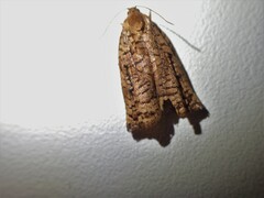 Archips oporana