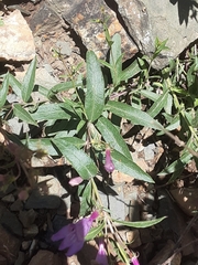 Penstemon platyphyllus