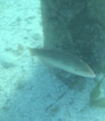 Halichoeres maculipinna