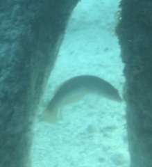 Halichoeres maculipinna