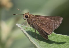 Decinea percosius