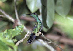 Anthracothorax viridis