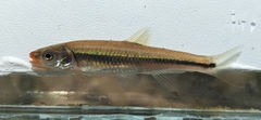 Notropis rubricroceus