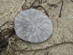 Scaphechinus mirabilis