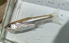 Notropis scepticus