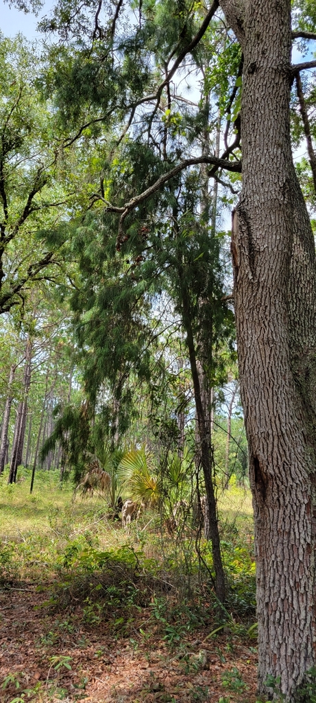 loblolly pine on June 25, 2022 at 03:30 PM by joannamckasy. Rock Run ...