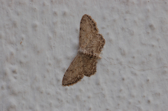 Idaea incisaria