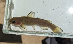 Ameiurus brunneus