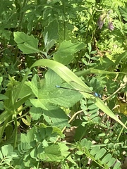 Argia apicalis