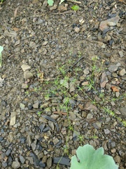 Galium tenuissimum