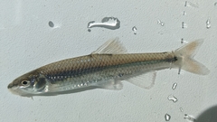 Cyprinella zanema
