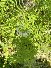 Solanum chacoense
