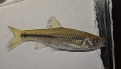 Cyprinella chloristia