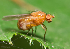 Lauxaniidae
