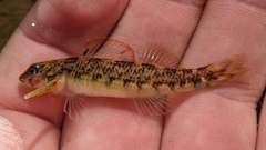 Etheostoma thalassinum