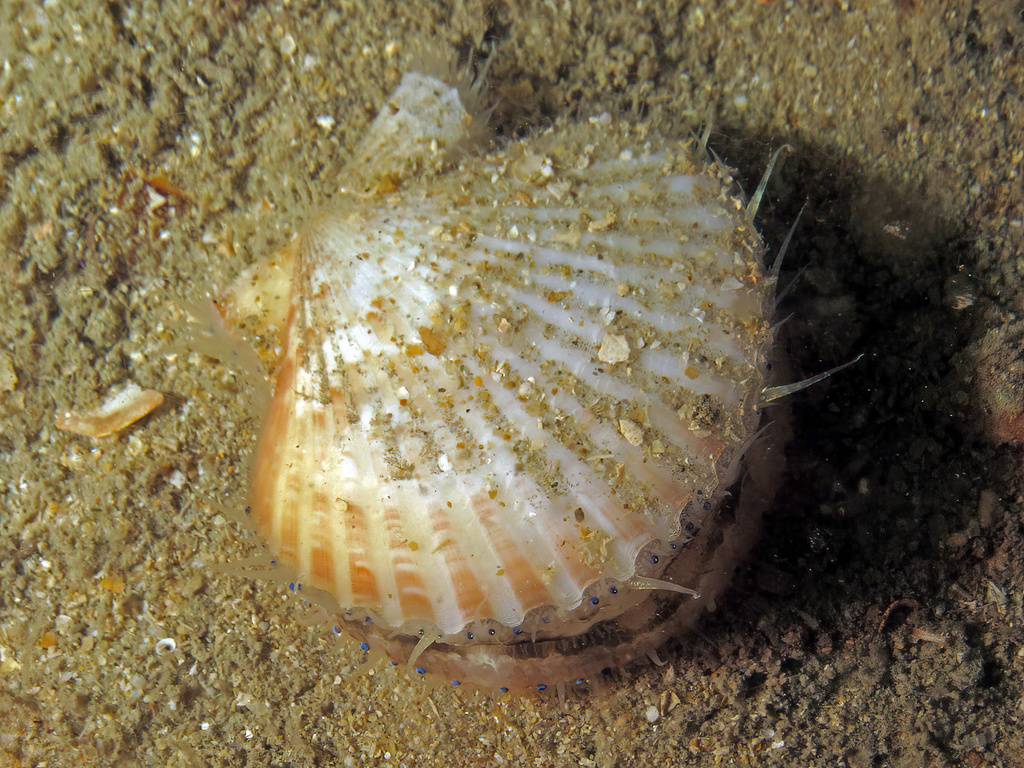 Queen scallop, photo 1 of 7