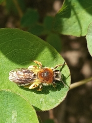 Andrena haemorrhoa