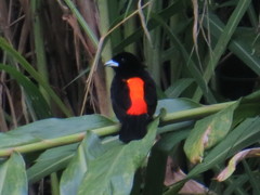 Ramphocelus flammigerus flammigerus