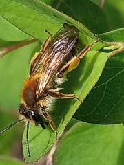 Andrena haemorrhoa