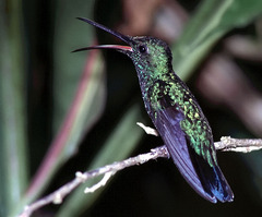 Anthracothorax viridis